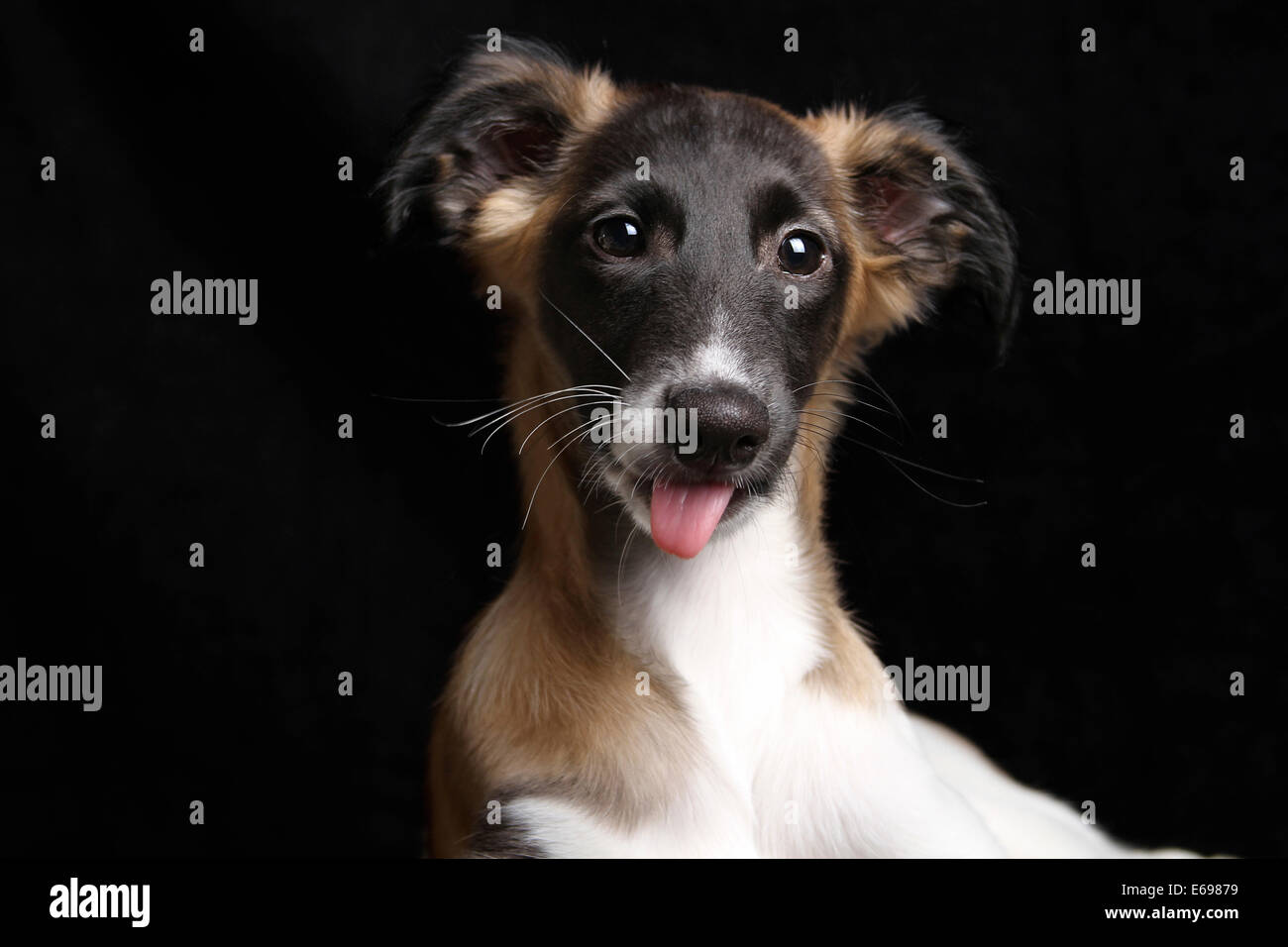 Silken Windsprite chiot, 13 semaines, portrait Banque D'Images