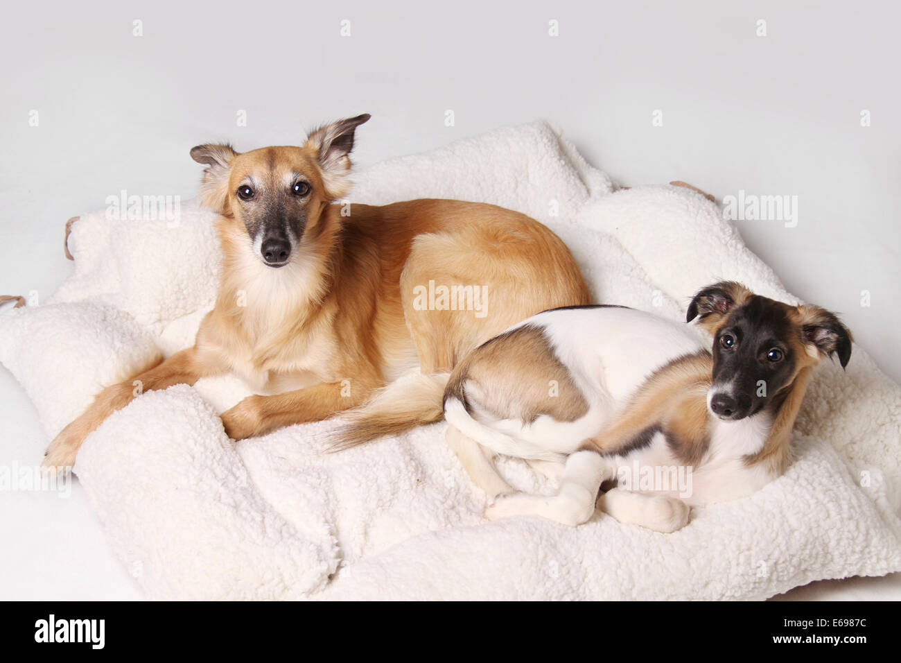 Deux Windsprite Silken levriers couché dans le panier chien Banque D'Images