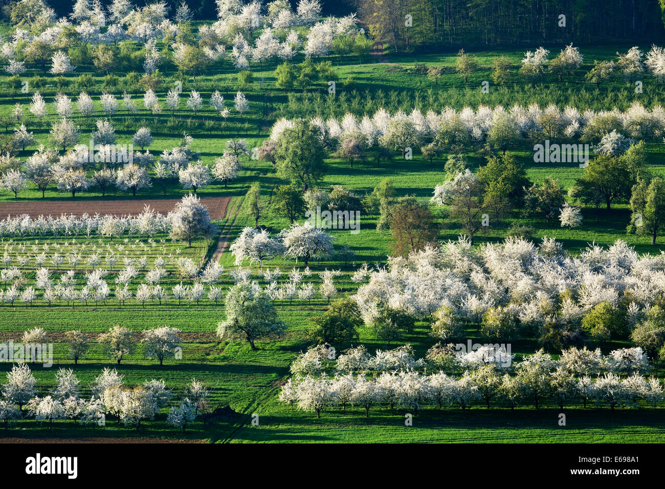 Les cerisiers en fleurs, Obereggenen, Markgräflerland, Forêt-Noire, Bade-Wurtemberg, Allemagne Banque D'Images