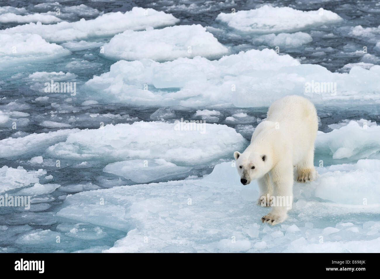 L'ours polaire (Ursus maritimus) marche sur la banquise, Spitsbergen, Svalbard, îles Svalbard et Jan Mayen (Norvège) Banque D'Images