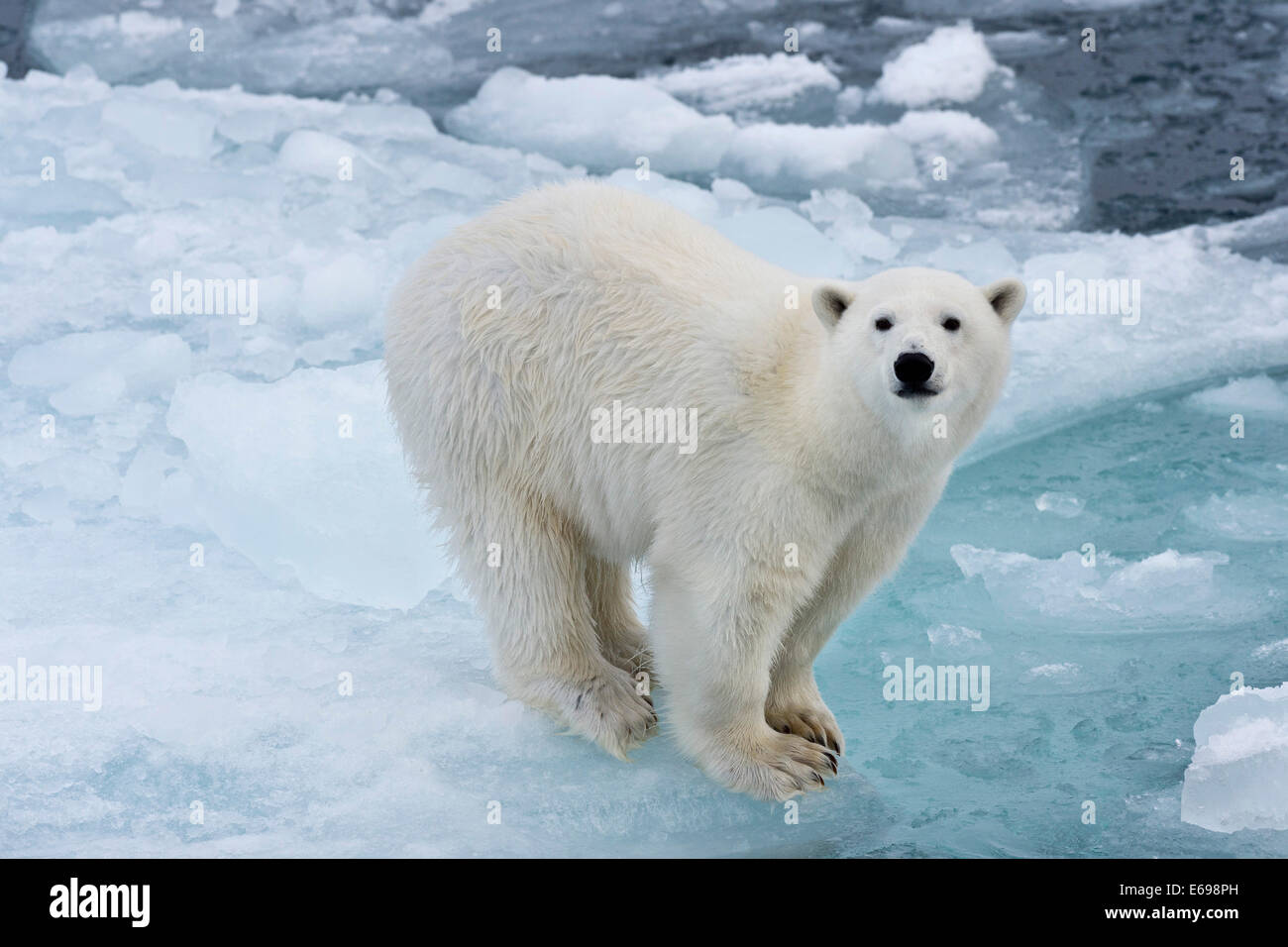 L'ours polaire (Ursus maritimus) sur la banquise, Spitsbergen, Svalbard, îles Svalbard et Jan Mayen (Norvège) Banque D'Images
