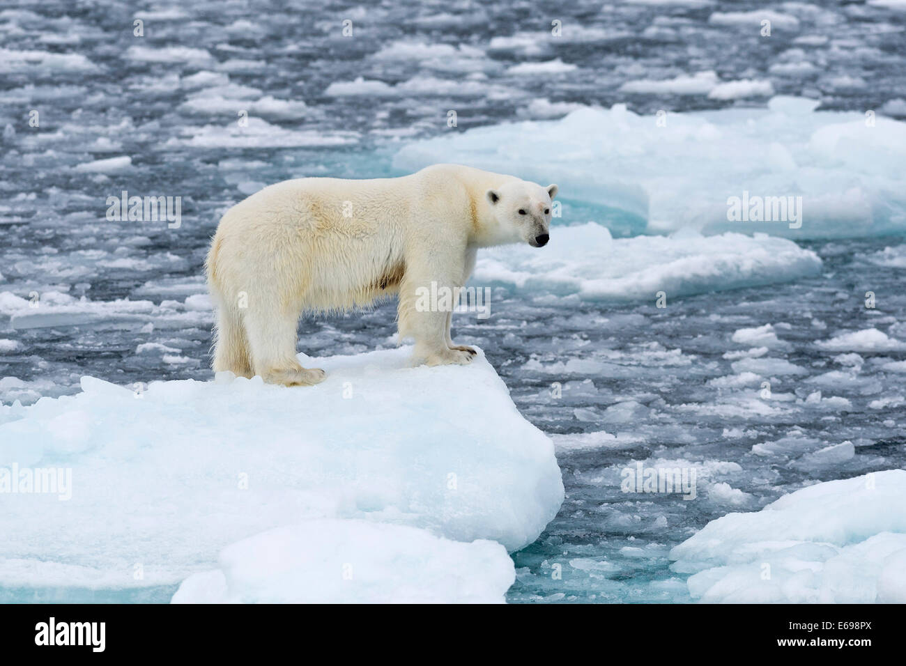 L'ours polaire (Ursus maritimus) debout sur le bord de la banquise, Spitsbergen, Svalbard, îles Svalbard et Jan Mayen (Norvège) Banque D'Images