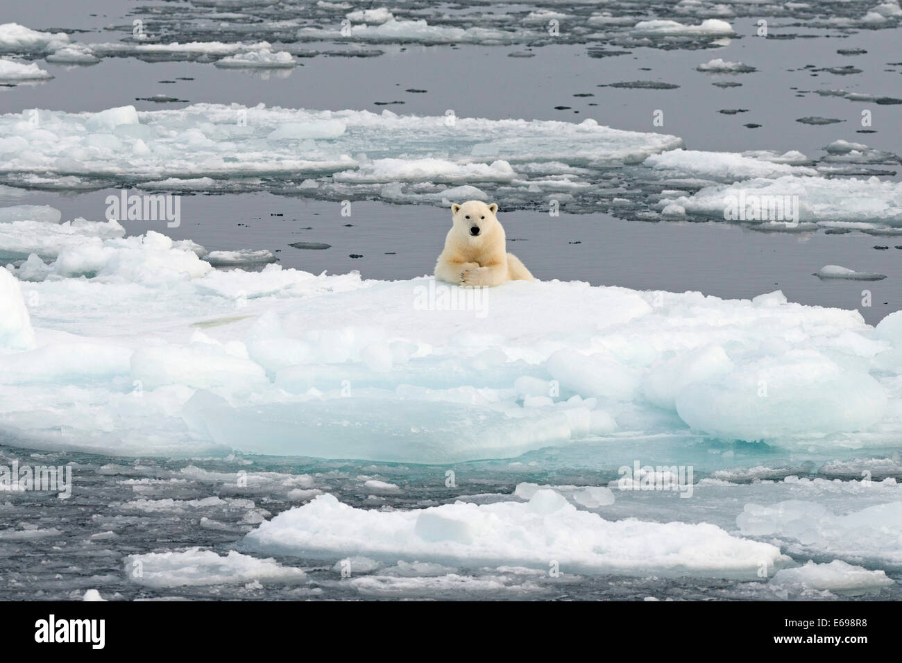 L'ours polaire (Ursus maritimus) sur la banquise, l'archipel de Svalbard, Spitzberg, Svalbard et Jan Mayen (Norvège) Banque D'Images