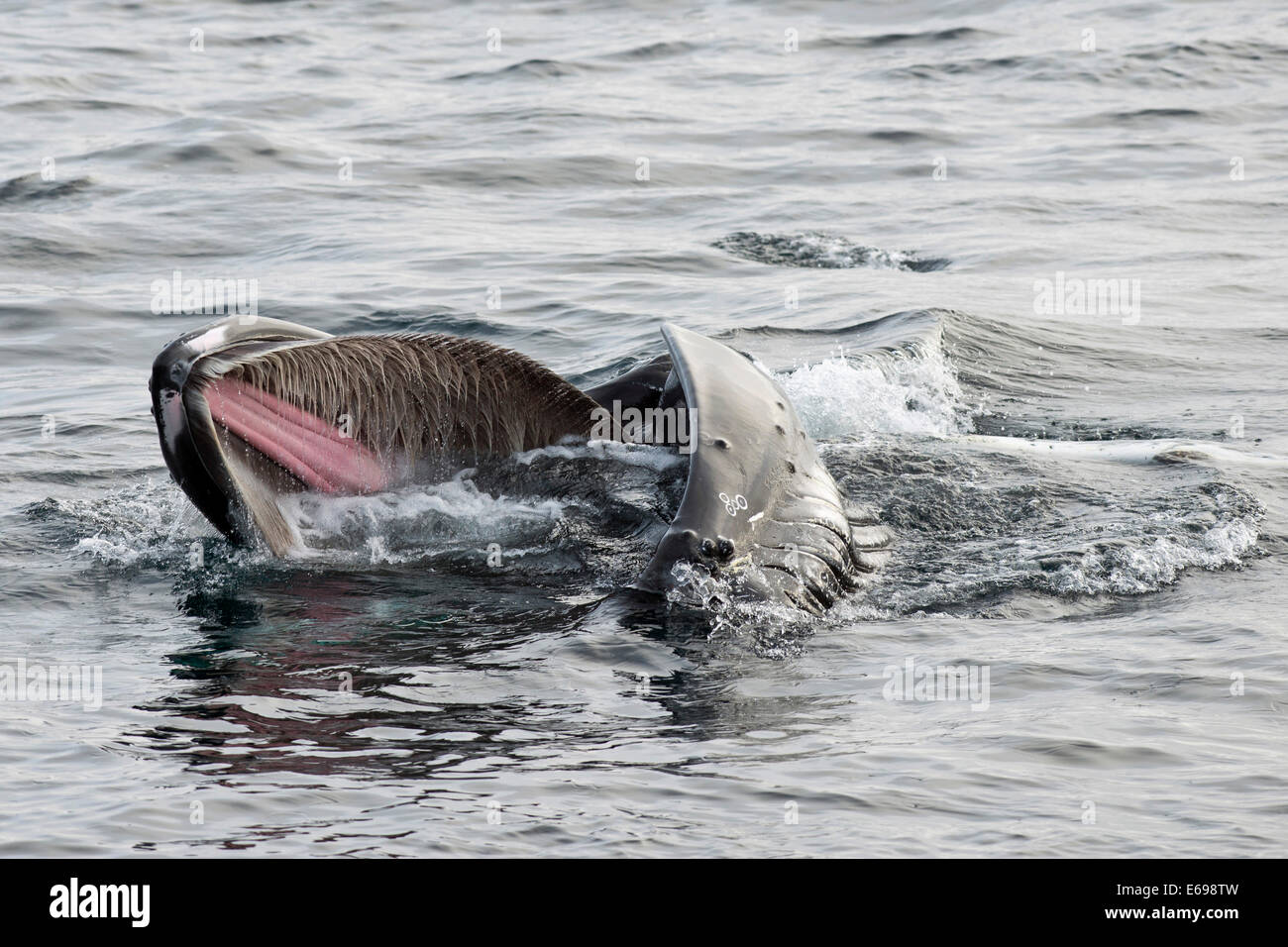 Baleine à bosse (Megaptera novaeangliae), à la surface de la mer de Barents, Nordaustland, archipel du Svalbard Banque D'Images