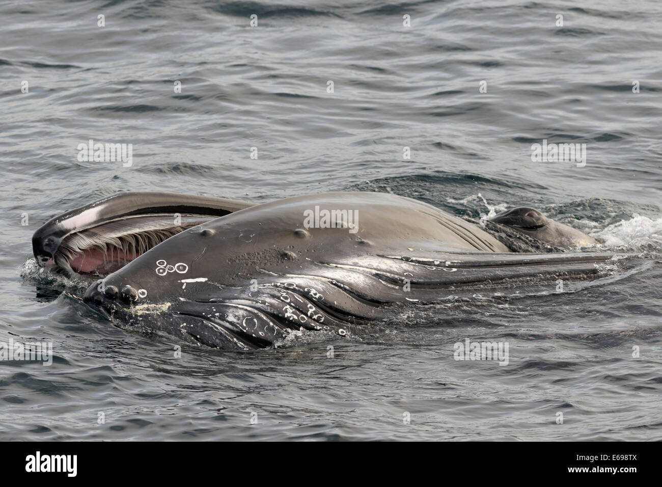 Baleine à bosse (Megaptera novaeangliae), à la surface de la mer de Barents, Nordaustland, archipel du Svalbard Banque D'Images