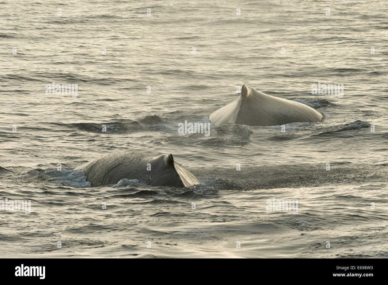 Les baleines à bosse (Megaptera novaeangliae) à la surface de la mer, mer de Barents, Nordaustland, archipel du Svalbard Banque D'Images