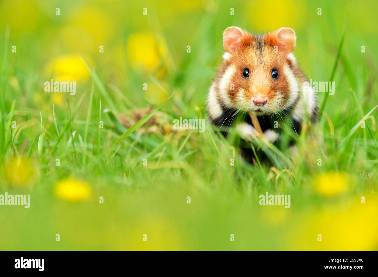 Grand hamster (Cricetus cricetus), l'alimentation, de l'État de Vienne, Autriche Banque D'Images