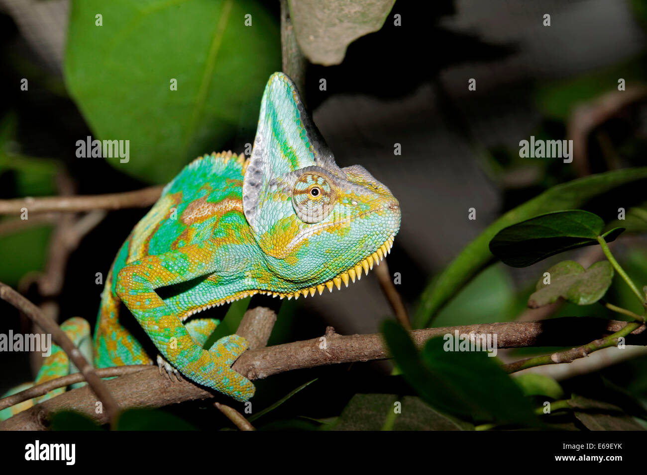 Voilée ou Yémen Chameleon (Chamaeleon calyptratus) Banque D'Images