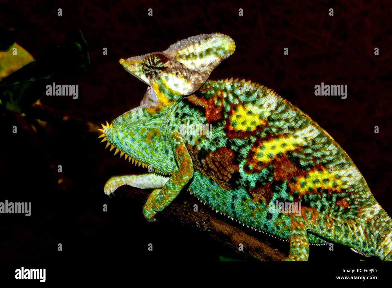 Voilée ou Yémen Chameleon (Chamaeleon calyptratus) avec la bouche grande ouverte Banque D'Images