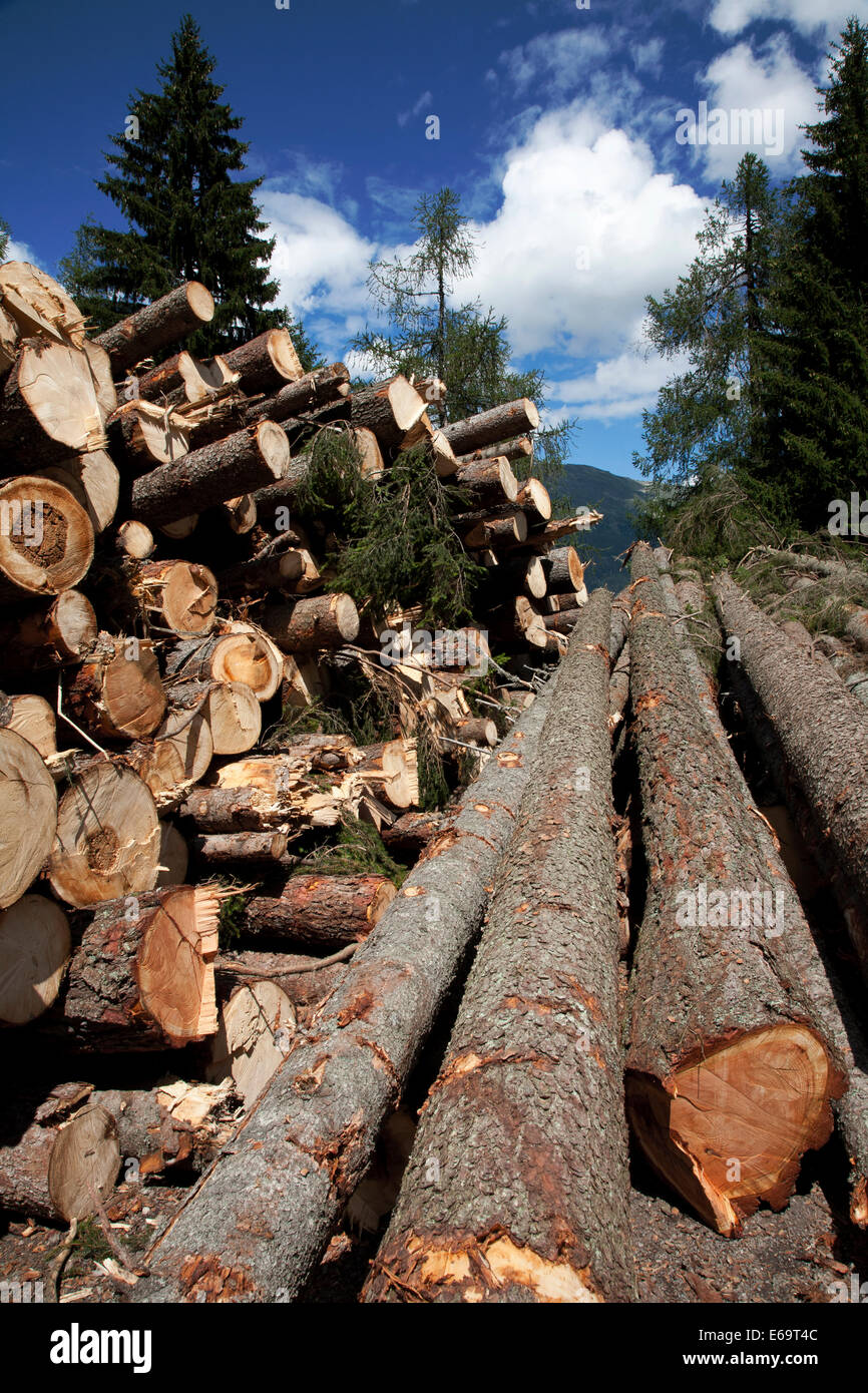 Les arbres fraîchement coupées empilées par côté de route de montagne, Tessin, Suisse. Banque D'Images