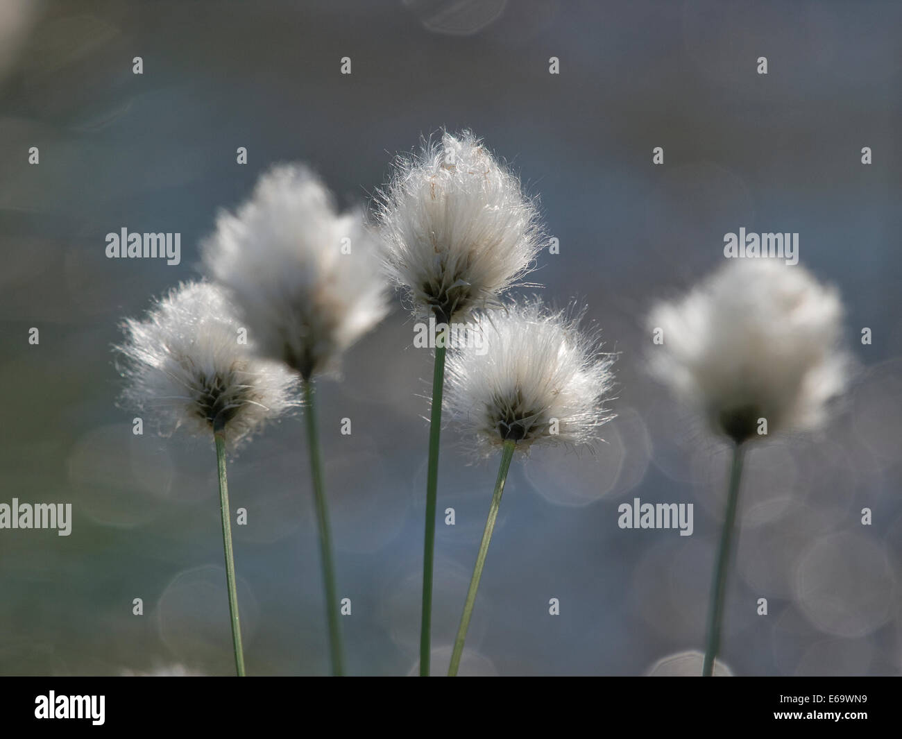 Les herbes,herbe coton Banque D'Images