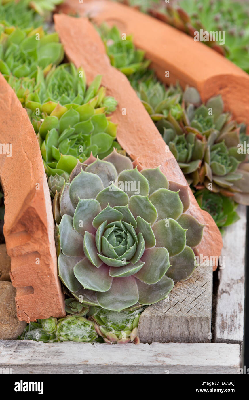Sempervivum houseleeks ou poules et poussins Banque D'Images
