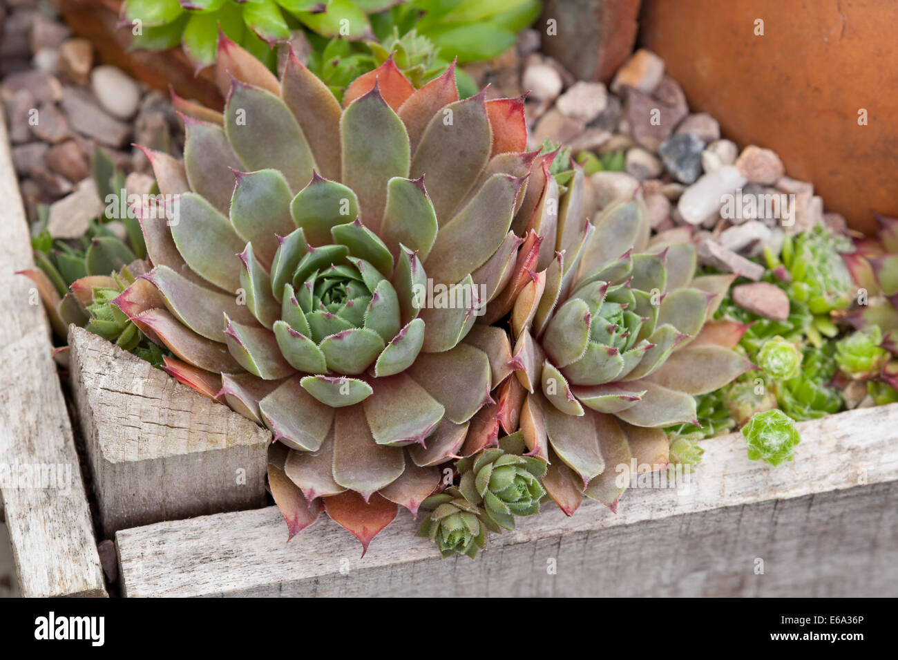 Sempervivum houseleeks ou poules et poussins Banque D'Images