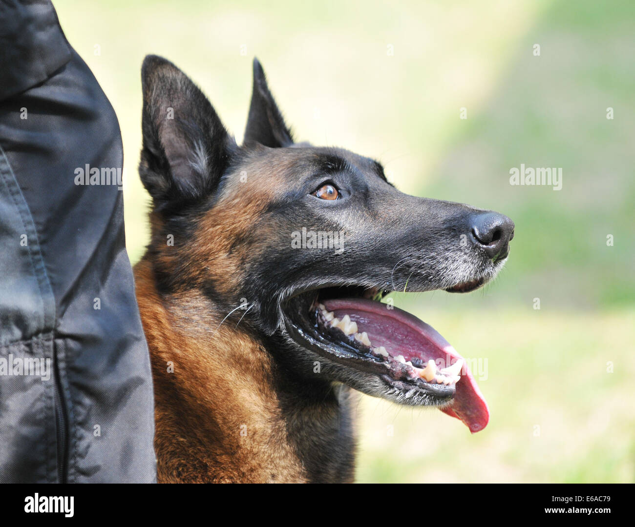 Chien De Gardechien Policier Belgemalinois Banque Dimages