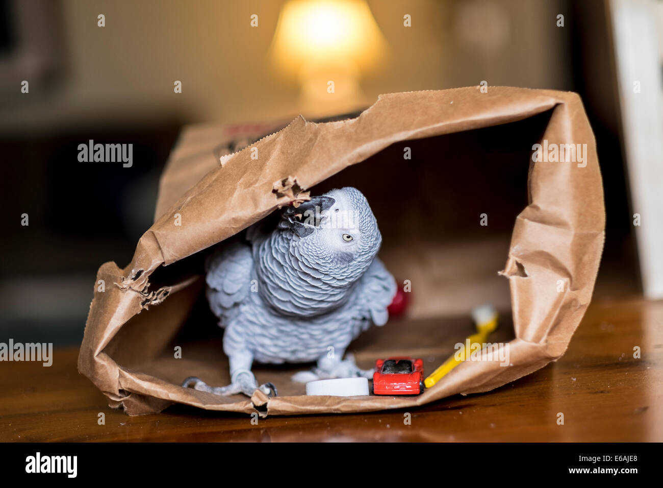 Une femelle perroquet gris d'Afrique, Psittacus erithacus, joue dans un sac en papier brun. Banque D'Images