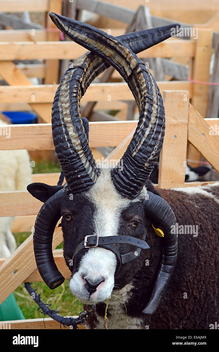 Une longue ovins , portant un dos-nu , dans un show pen Banque D'Images