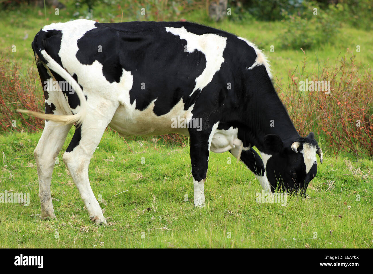Une vache Holstein qui paissent dans un pâturage d'agriculteurs à Cotacachi (Équateur) Banque D'Images