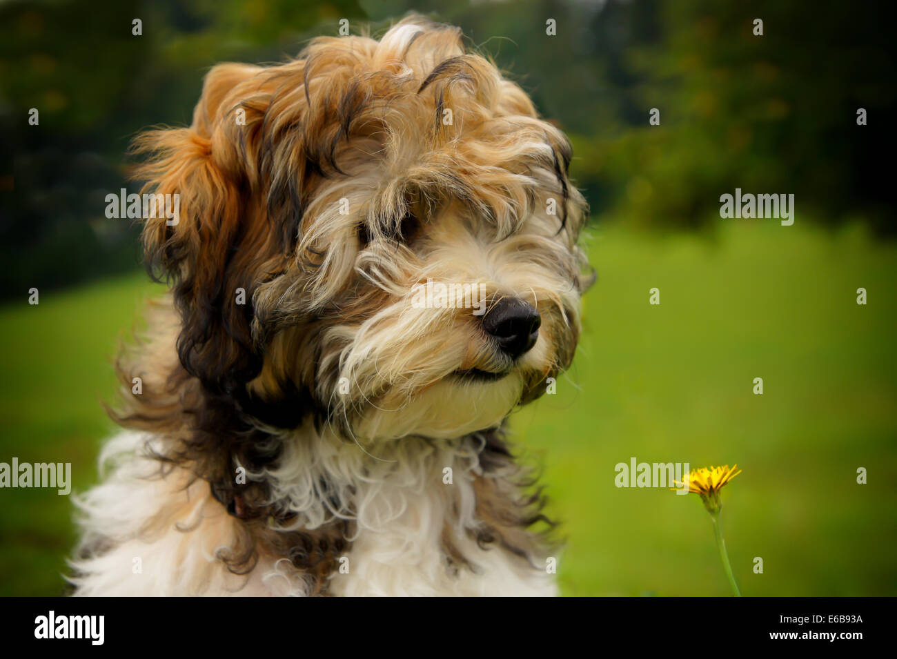 Chiot Bichon Havanais Chiens Bebe Photo Stock Alamy