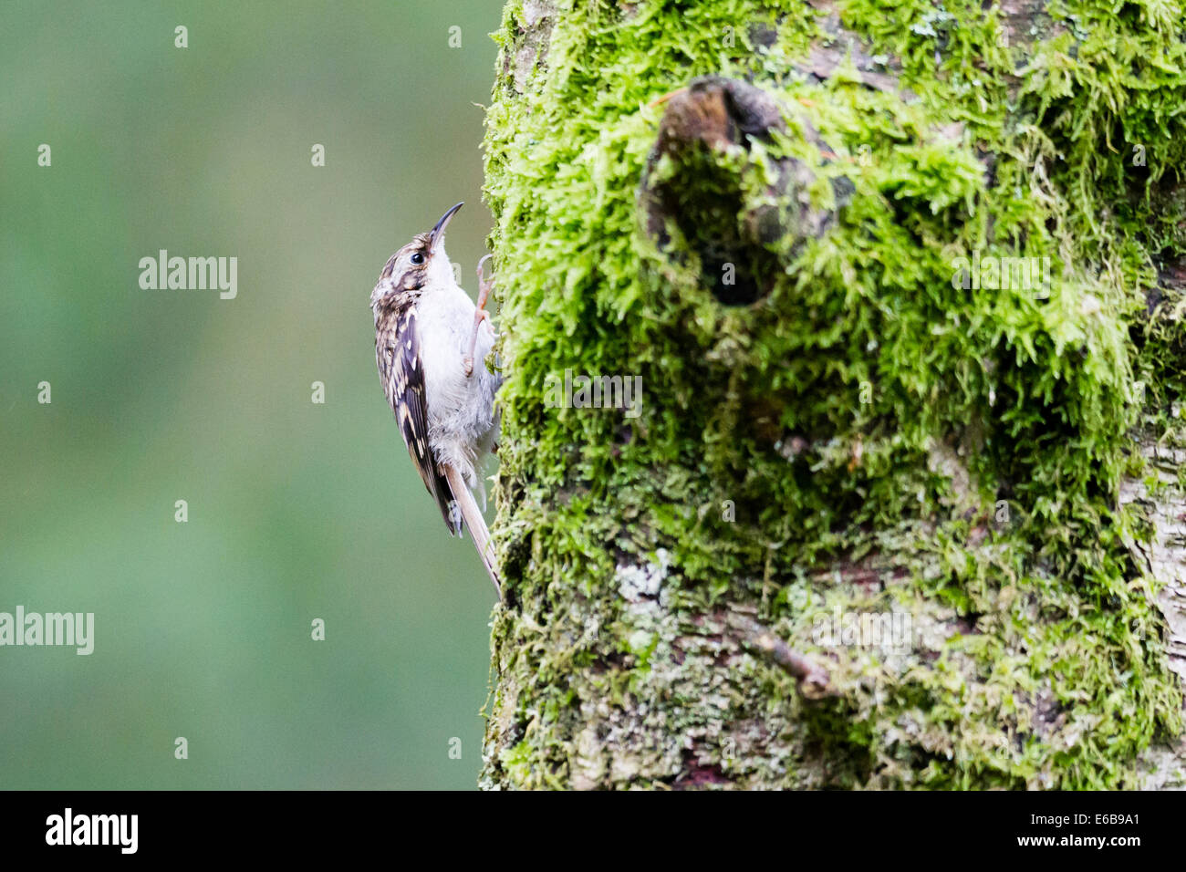 (Certhia familiaris) Bruant Banque D'Images