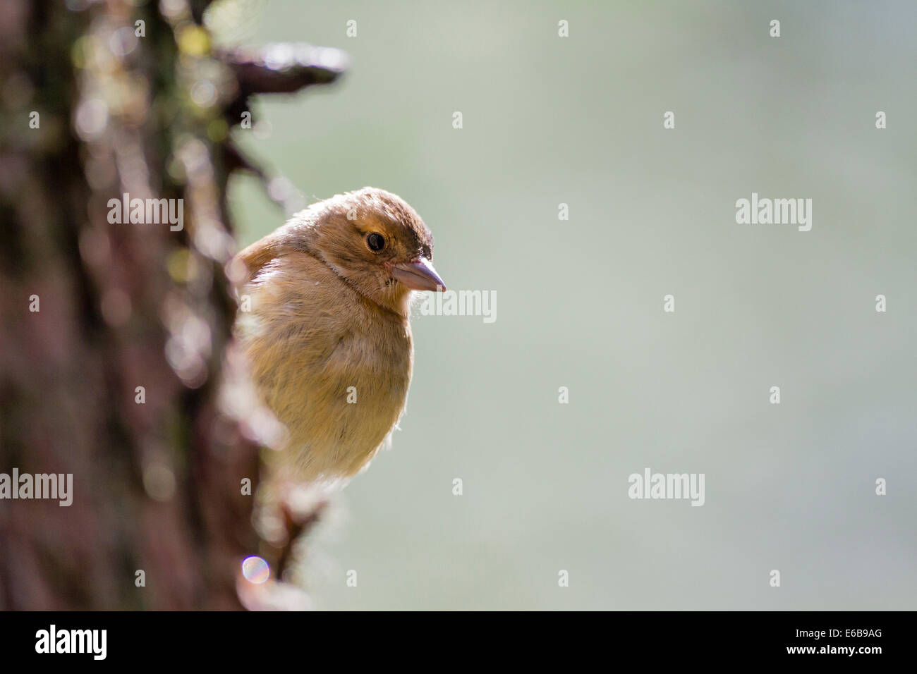 Common Chaffinch (Fringilla coelebs) Scotland, UK Banque D'Images