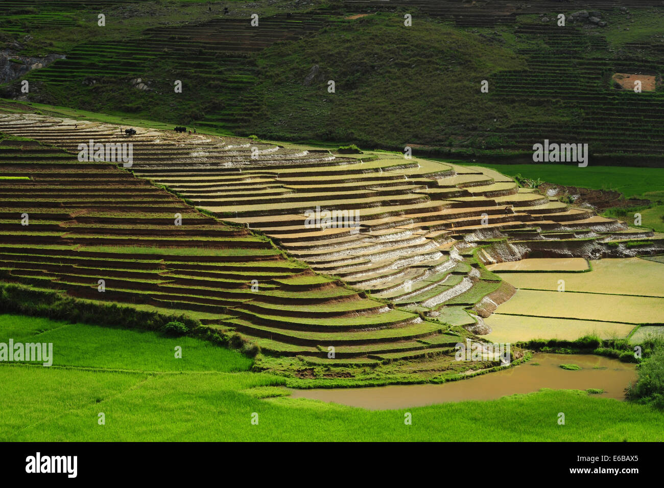 Madagascar, Ambalavao, champ de riz vert spectaculaire en saison des pluies. Banque D'Images