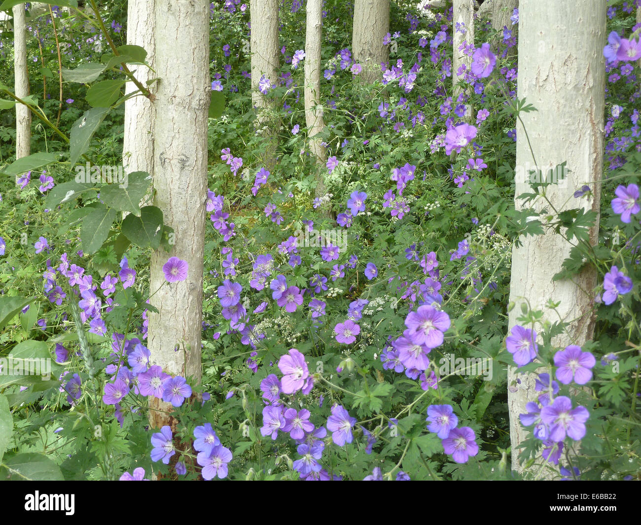Fleurs roses et d'arbres à Karsha, village près de Padum, Zanskar, Ladakh, Inde, Himalaya Banque D'Images