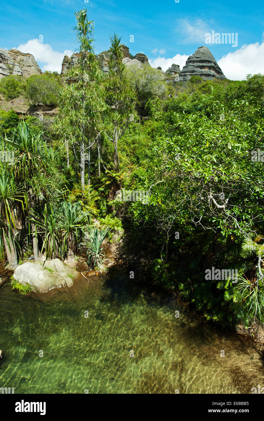 Madagascar, Parc National d'Isalo, vert piscine naturelle piscine naturelle dans le circuit. Banque D'Images