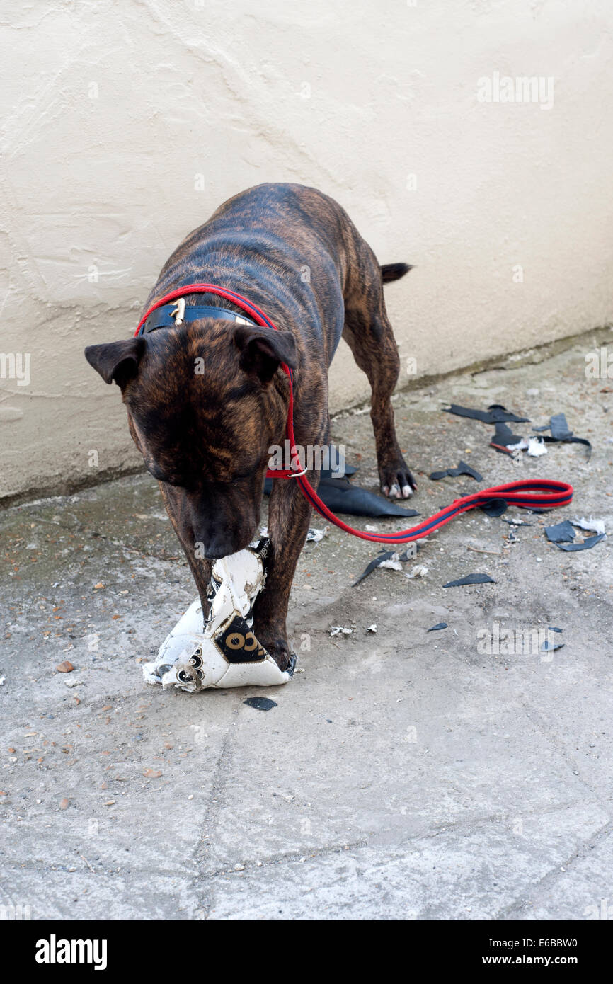 Staffordshire Bull Terrier mâle chien utilise ses puissantes mâchoires pour détruire un foot Banque D'Images