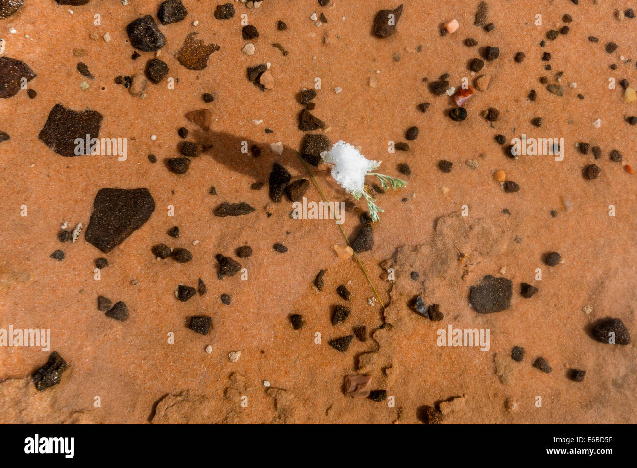 Snall plante désertique avec snow cap, debout dans une piscine de l'eau, poche blanc, Vermillion Cliffs National Monument, Arizona Banque D'Images