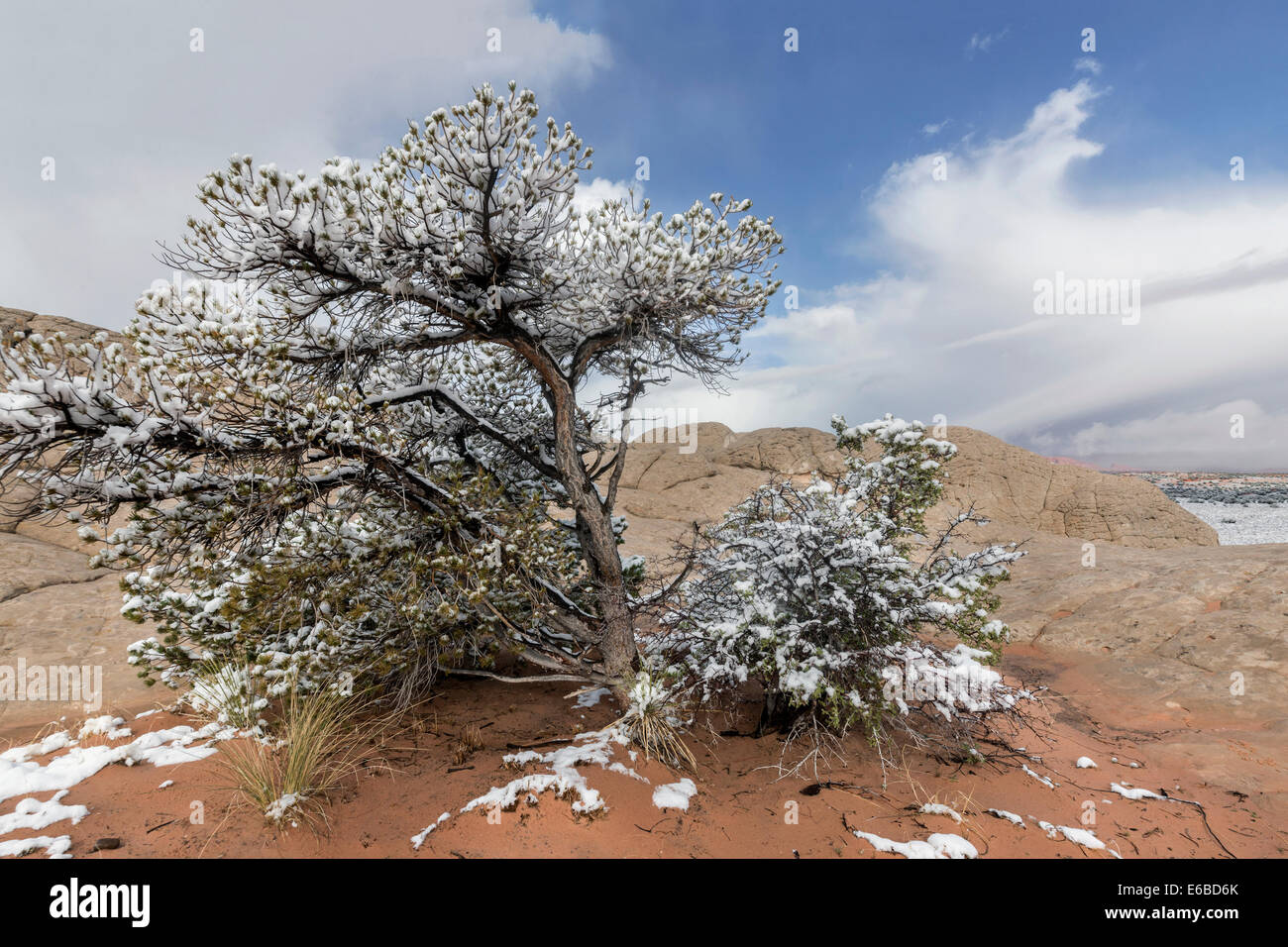 Les plantes couvertes de neige, blanc Pocket, Vermillion Cliffs National Monument, Arizona Banque D'Images