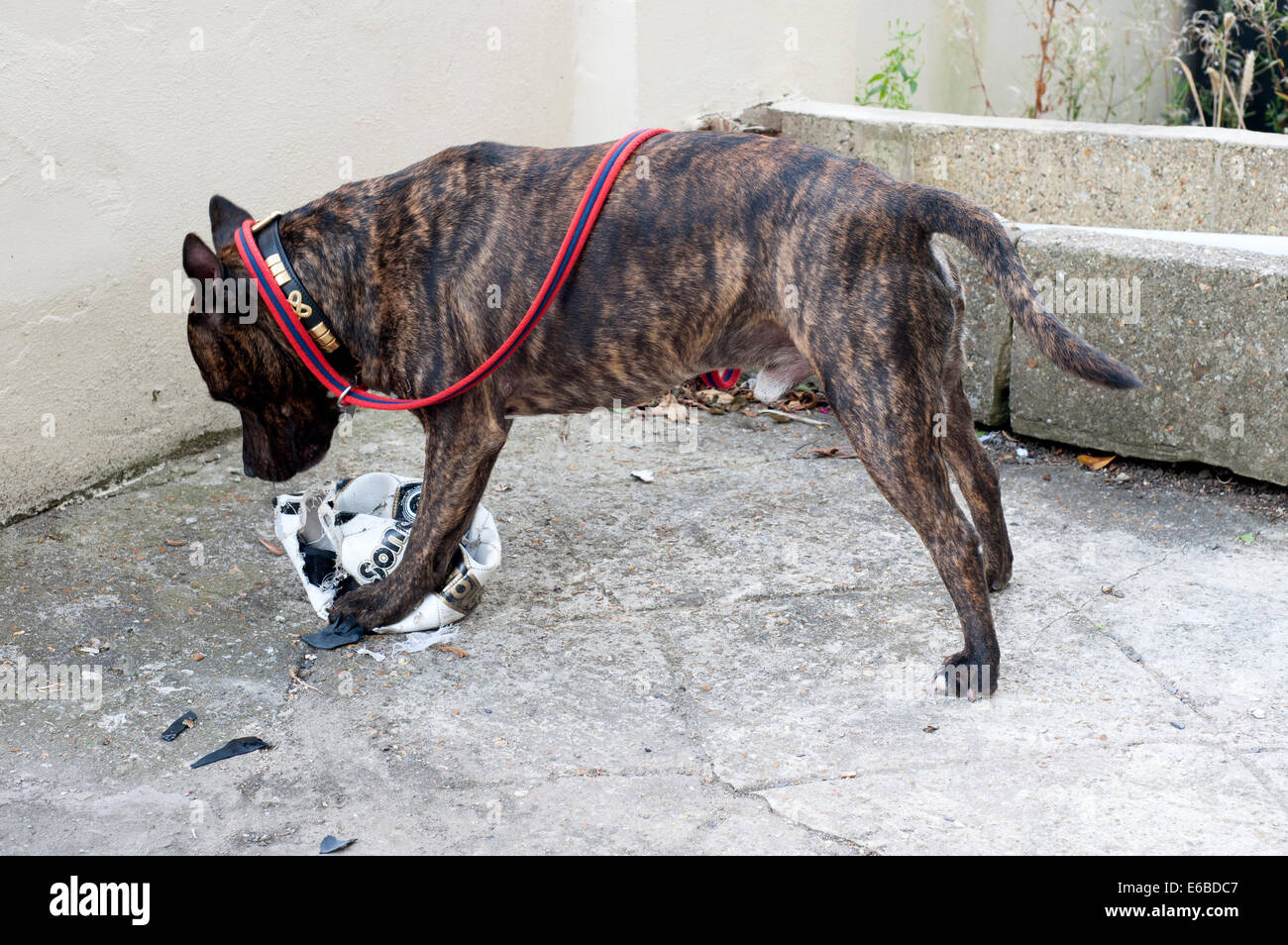 Staffordshire Bull Terrier mâle chien utilise ses puissantes mâchoires pour détruire un foot Banque D'Images