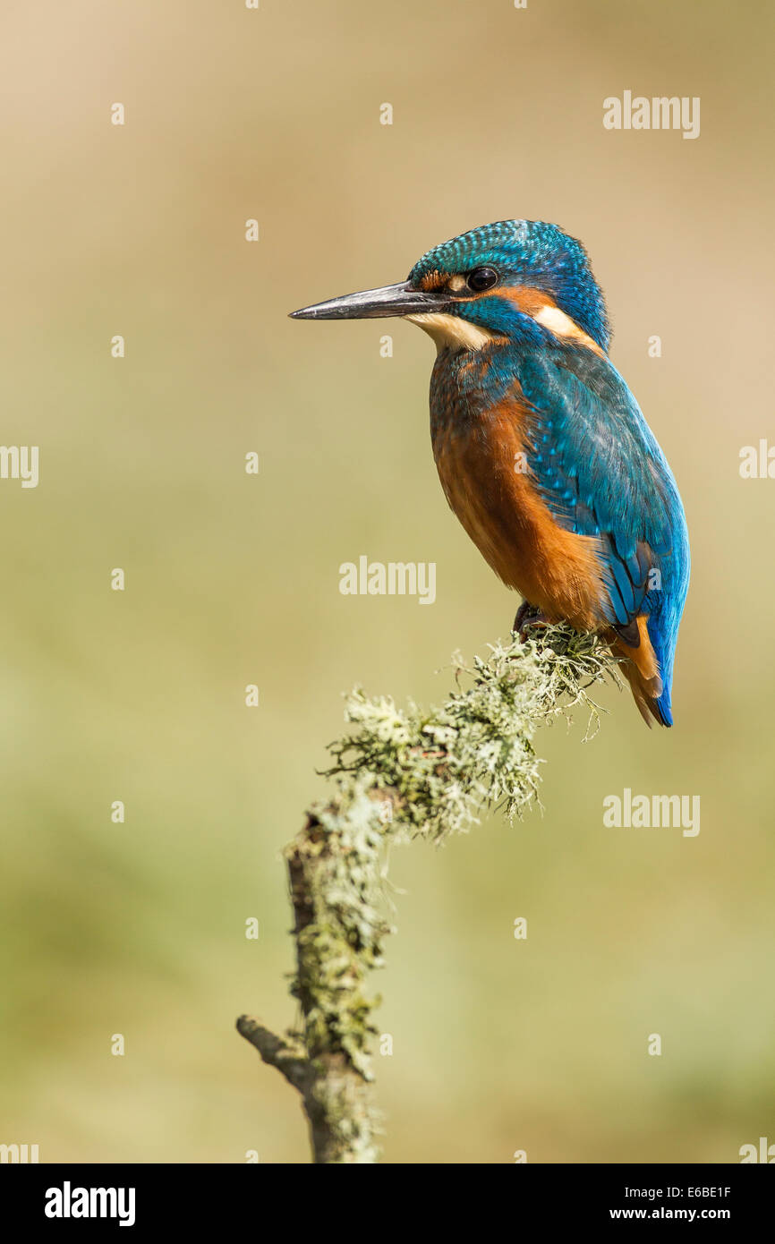 Kingfisher Alcedo atthis, UK, Banque D'Images