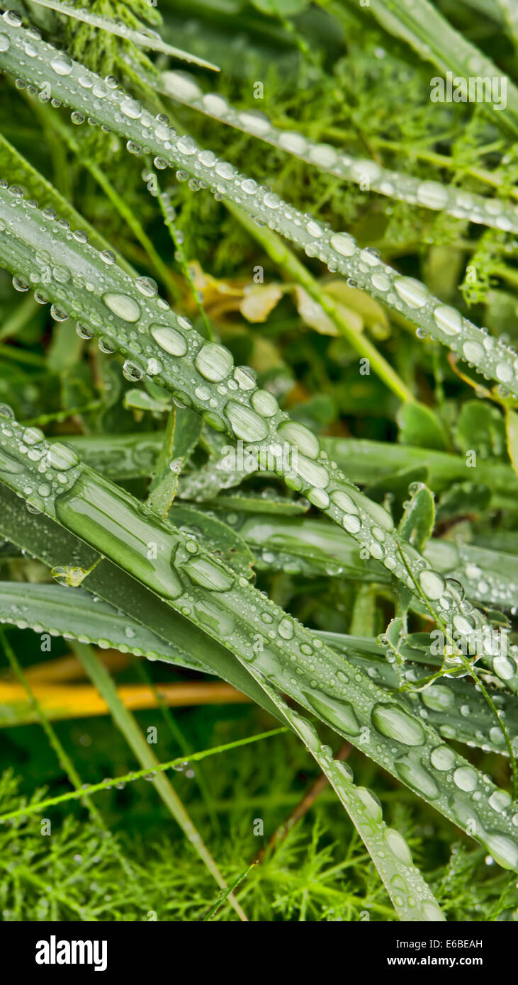 Gouttes d'eau sur des brins d'herbe après la pluie en été. Banque D'Images