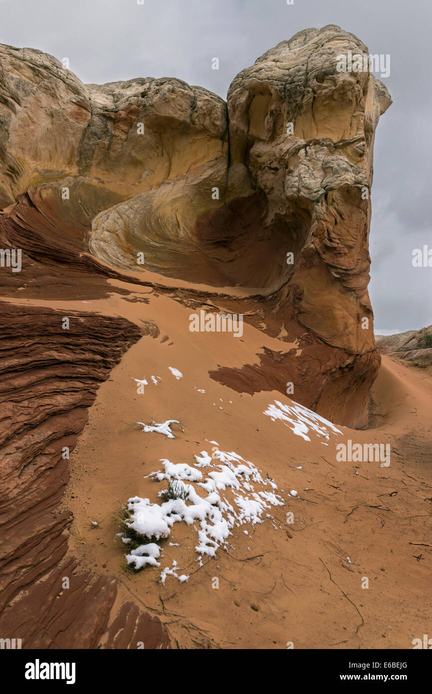 Neige fraîche sur des plantes du désert blanc, poche, Vermillion Cliffs National Monument, Arizona Banque D'Images