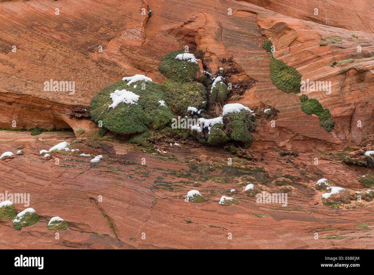 Neige de printemps sur des plantes du désert blanc, poche, Vermillion Cliffs National Monument, Arizona Banque D'Images