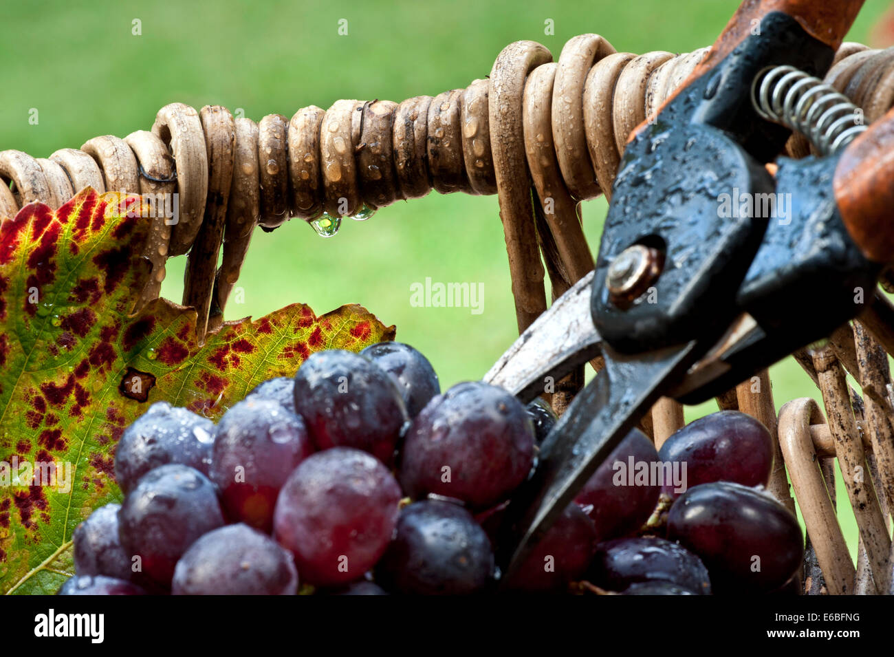 La récolte de vin dans le concept de pluie à raisins noirs en vin typique de pêcheurs professionnels panier avec des sécateurs dans des conditions de pluie Banque D'Images