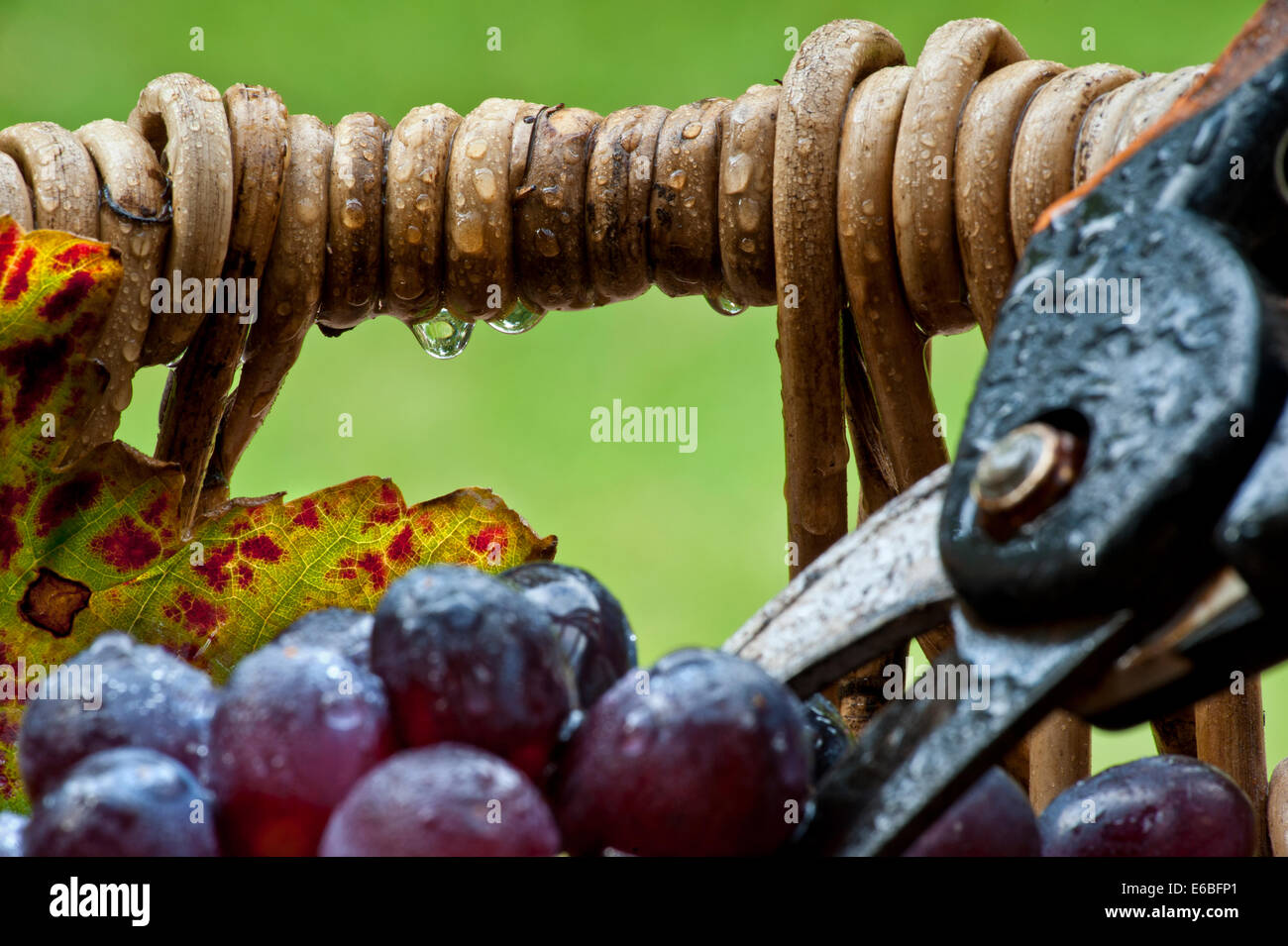 La récolte de vin dans la pluie concept humide à raisins noirs en vin typique de pêcheurs professionnels panier avec des sécateurs dans des conditions de pluie Banque D'Images