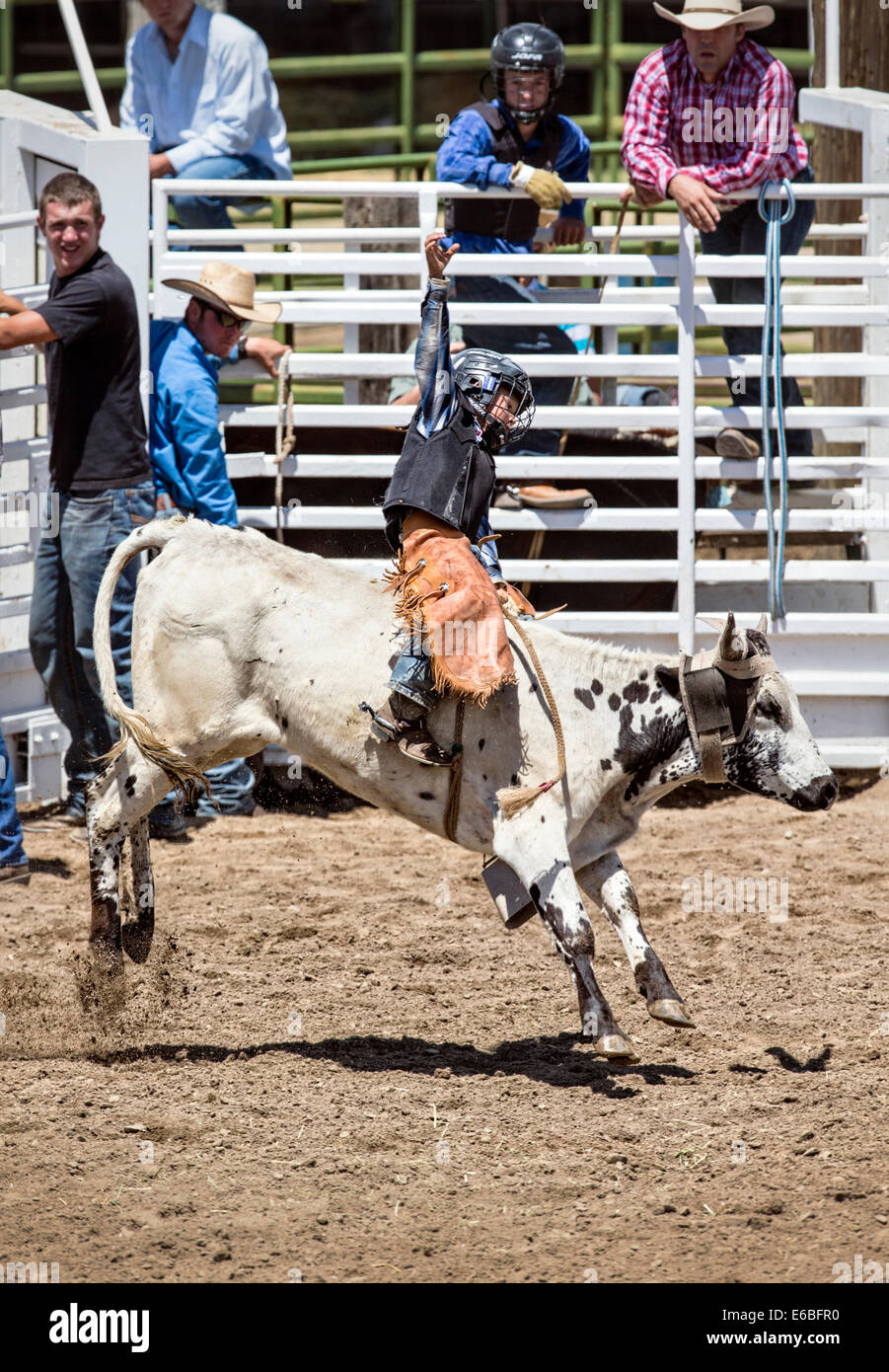 Les jeunes d'une petite circonscription cowboy bull dans l'équitation, concours junior Steer Chaffee County Fair & Rodeo Banque D'Images