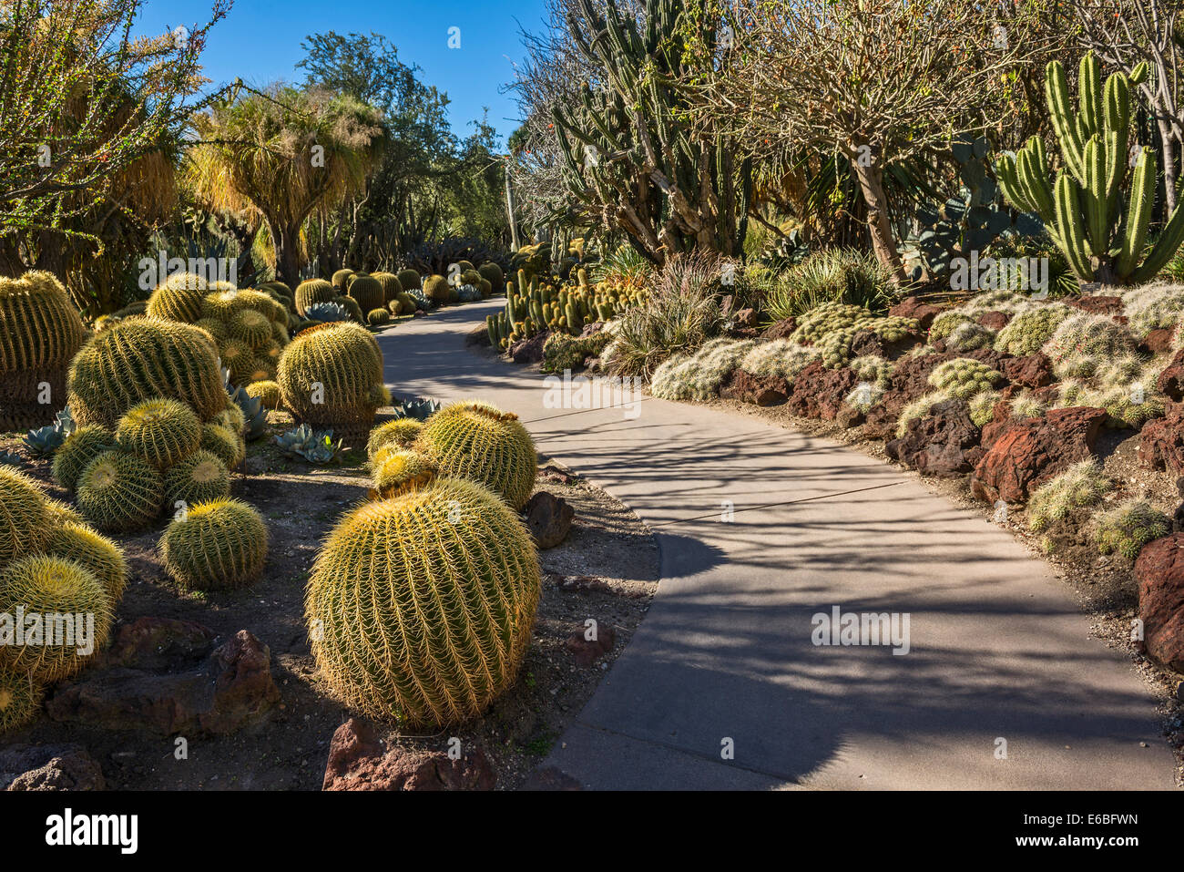 Chemin sinueux à travers le jardin de cactus de la Huntington Library et les jardins botaniques. Banque D'Images