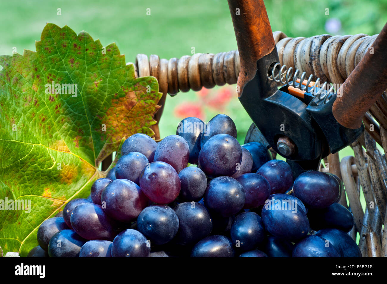 Wine harvest close up vendange concept à raisins noirs et en feuille de vigne vin typique de pêcheurs professionnels panier avec des sécateurs Banque D'Images