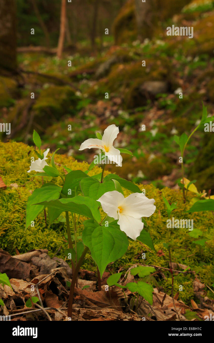 Grosses Fleurs Bois Trillium Le Long Cove Sentier nature, des cheminées de pique-nique, Great Smoky Mountains National Park, New York, Banque D'Images