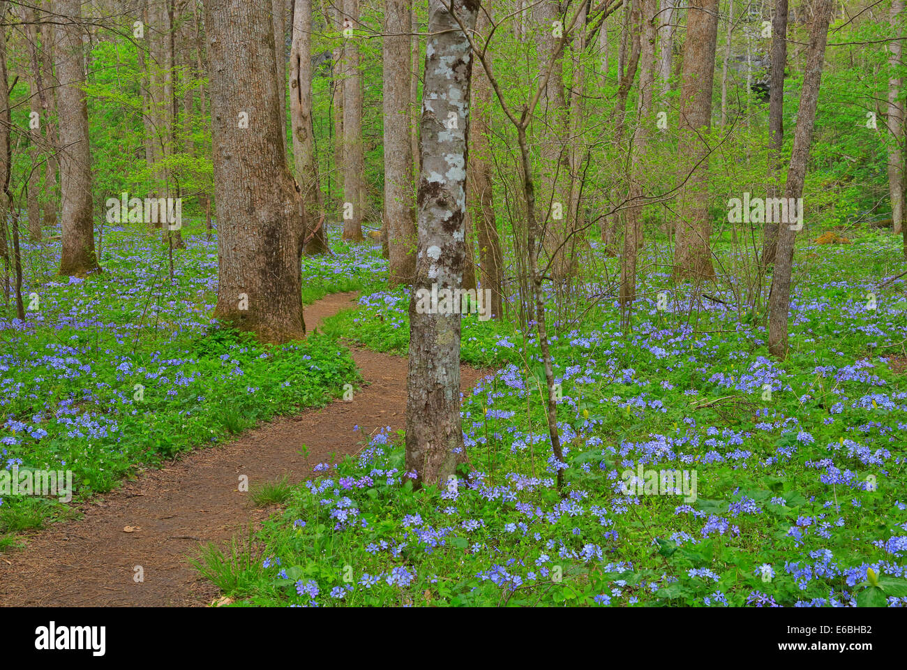 Phlox, le chêne blanc lavabo sentier à l'écart de l'école, Sentier Great Smoky Mountains National Park, California, USA Banque D'Images