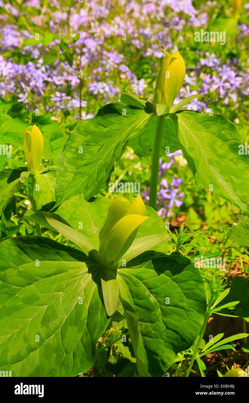 Trillium jaune, le chêne blanc lavabo sentier à l'écart de l'école, Sentier Great Smoky Mountains National Park, California, USA Banque D'Images