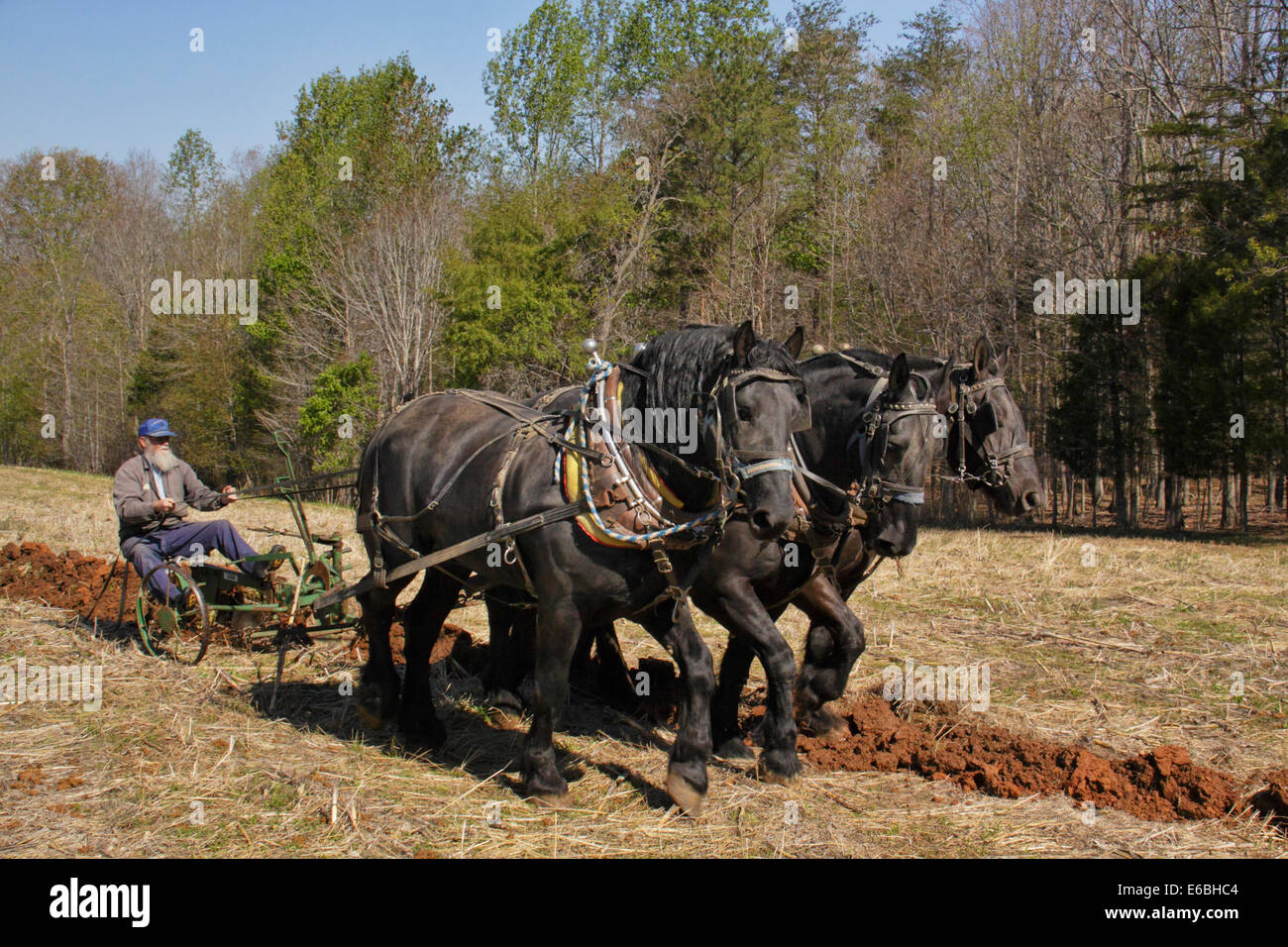 Équipe de chevaux percherons labourer, Bud Whitten, VDHMA Journée Charrue, Dillwyn, Virginia, USA Banque D'Images