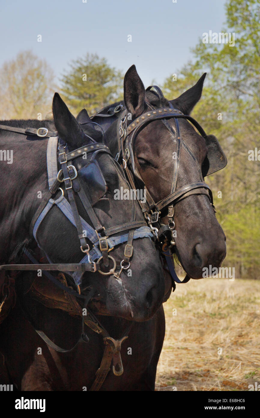 Chevaux Percherons, Bud Whitten, VDHMA Journée Charrue, Dillwyn, Virginia, USA Banque D'Images