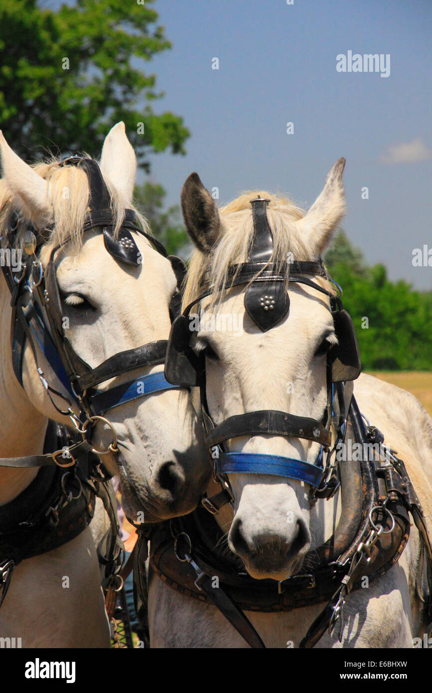 Chevaux Percherons, Virginie Percheron Association Journée de terrain, Weyers Cave, Virginie, USA Banque D'Images