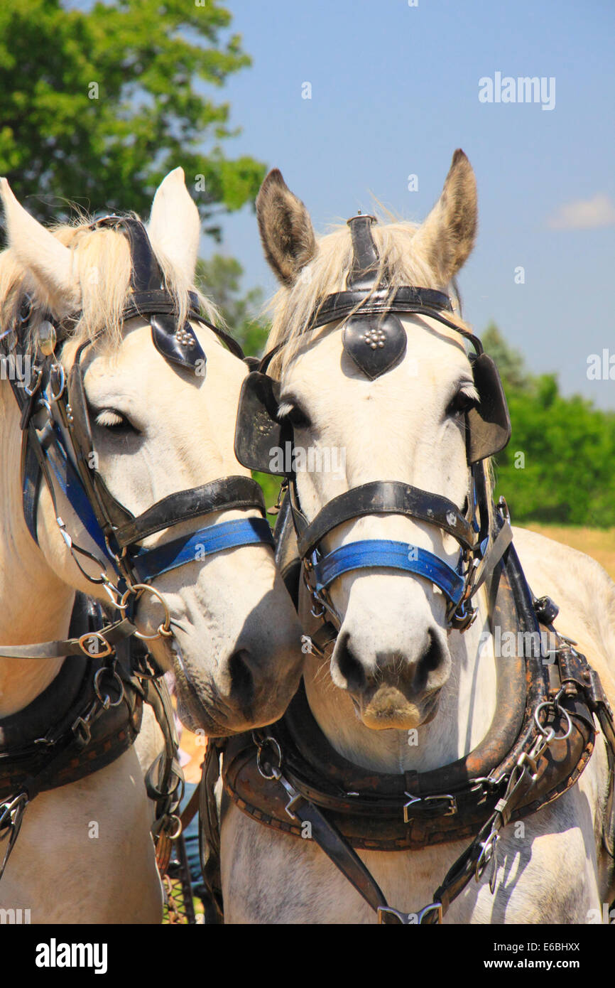 Chevaux Percherons, Virginie Percheron Association Journée de terrain, Weyers Cave, Virginie, USA Banque D'Images