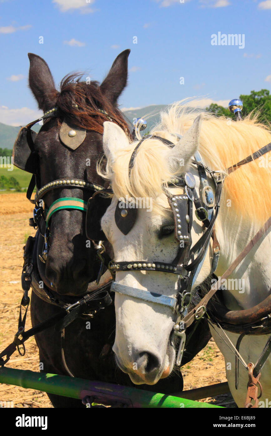 Chevaux Percherons, Virginie Percheron Association Journée de terrain, Weyers Cave, Virginie, USA Banque D'Images