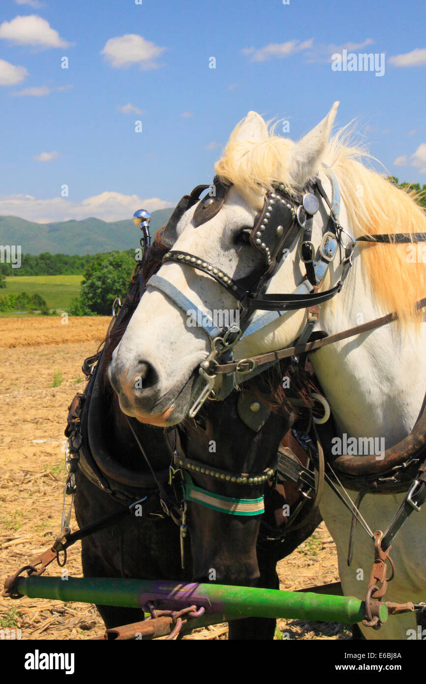 Chevaux Percherons, Virginie Percheron Association Journée de terrain, Weyers Cave, Virginie, USA Banque D'Images