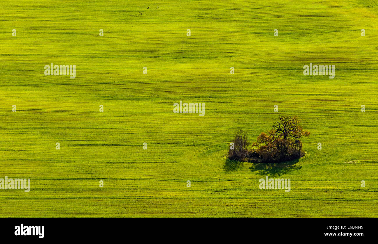 Vue aérienne, arbre dans un champ, Marihn, Mecklembourg-Poméranie-Occidentale, Allemagne Banque D'Images